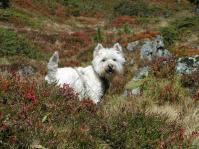 Klik op de foto voor groter formaat